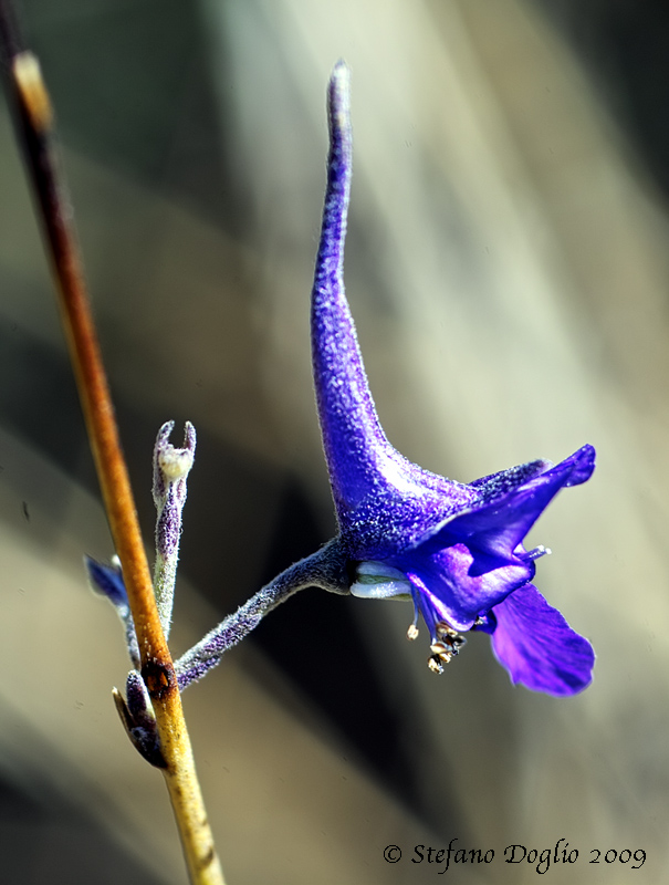 Delphinium obcordatum